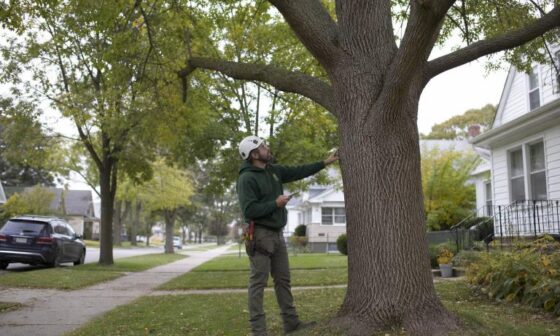 Emerald Ash Borer and the Case for Certified Arborists Across Greater Milwaukee WI