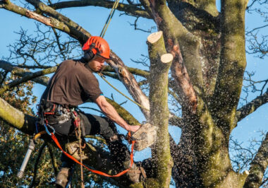 Practical Tips for Homeowners When Hiring Arborists