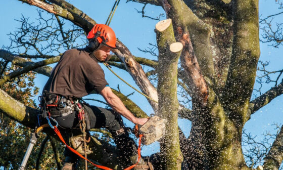 Practical Tips for Homeowners When Hiring Arborists