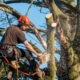 Practical Tips for Homeowners When Hiring Arborists