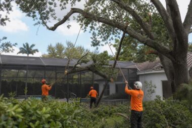 6 Best Tree Removal Companies In Vero Beach FL