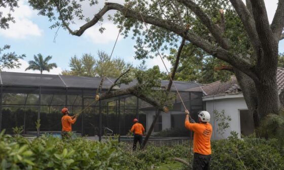 6 Best Tree Removal Companies In Vero Beach FL
