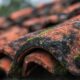 How To Keep A Tile Roof Clean And Safe In South Floridas Humid Climate