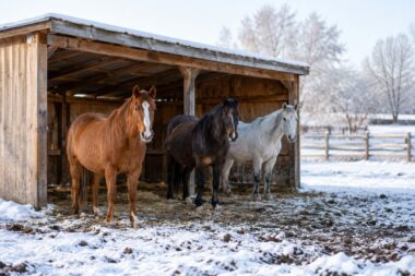 Horses Need Cover Before the First Hard Freeze