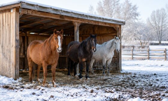 Horses Need Cover Before the First Hard Freeze