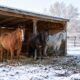 Horses Need Cover Before the First Hard Freeze