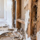 How to Handle Unexpected Pest Discoveries During a Home Renovation