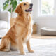 How to Train Your Dog to Follow Basic Commands