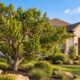 Juniper Trees in Texas
